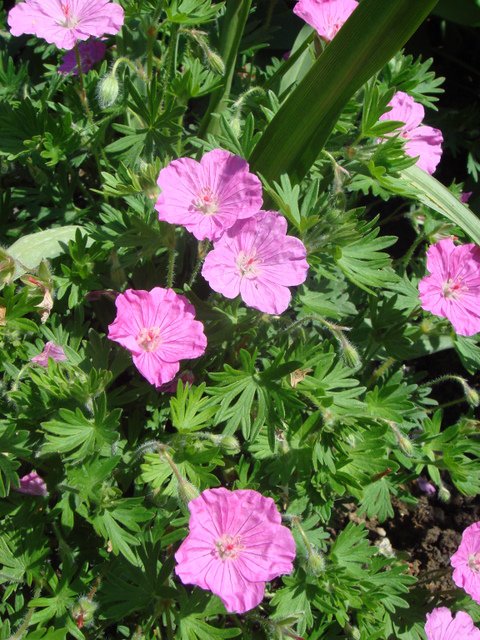 Geranium sanguineum 'Ankum's Pride'